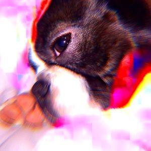 Meet your Posher, Ella